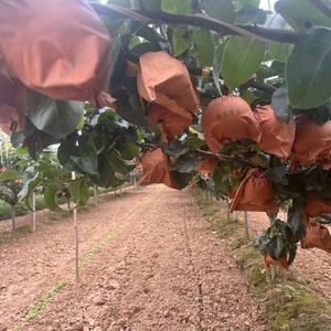 Cung Cấp Trung Quốc Mới Trái Cây Tươi Lê Và Apple <span class=keywords><strong>Ya</strong></span> Lê Vườn Với Chất Lượng Tốt Và Giá Cả Tươi <span class=keywords><strong>Ya</strong></span> Lê - Product Image 5