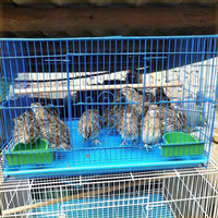Cages d'élevage de cailles pour la ponte, cages métalliques spécifiques aux cailles, enclos domestiques pour l'élevage de poussins vivants et l'élevage d'animaux de compagnie