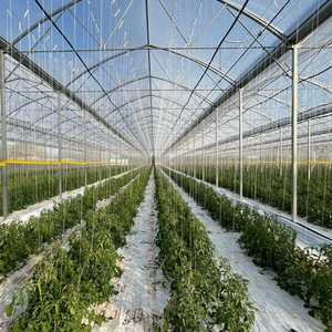 Đa span cao đường hầm <span class=keywords><strong>Gothic</strong></span> nhà kính Bộ dụng cụ trồng trong nhà Rau Sản xuất tại Trung Quốc - Product Image 1
