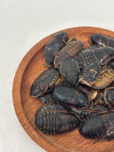 Scarafaggi Dubia Conservati ad Alto Contenuto Proteico per Arowana, Rettili, Uccelli e Piccoli Animali Domestici - Product Image 3