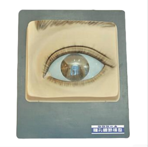 Modelo Anatómico de Regulación Pupilar ADA-A2132 (Control de Luz) - Product Image 1