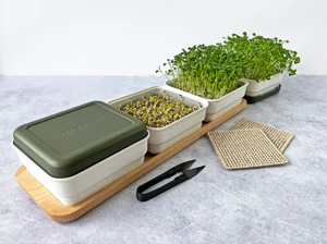 A Set Self <strong>Watering</strong> Microgreens Growing Kit Include <strong>Tray</strong> and Bamboo Surround - Product Image 3
