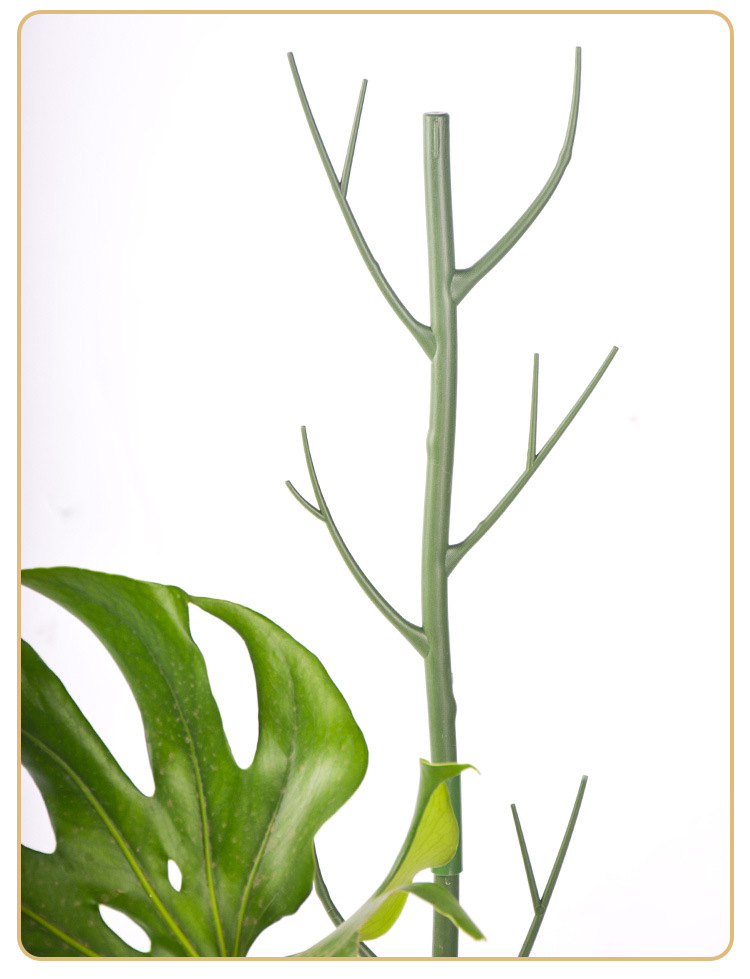 aeschynanthus lobbianus variegata Aeschynanthus Lobbianus Variegatus  Green + Grounded