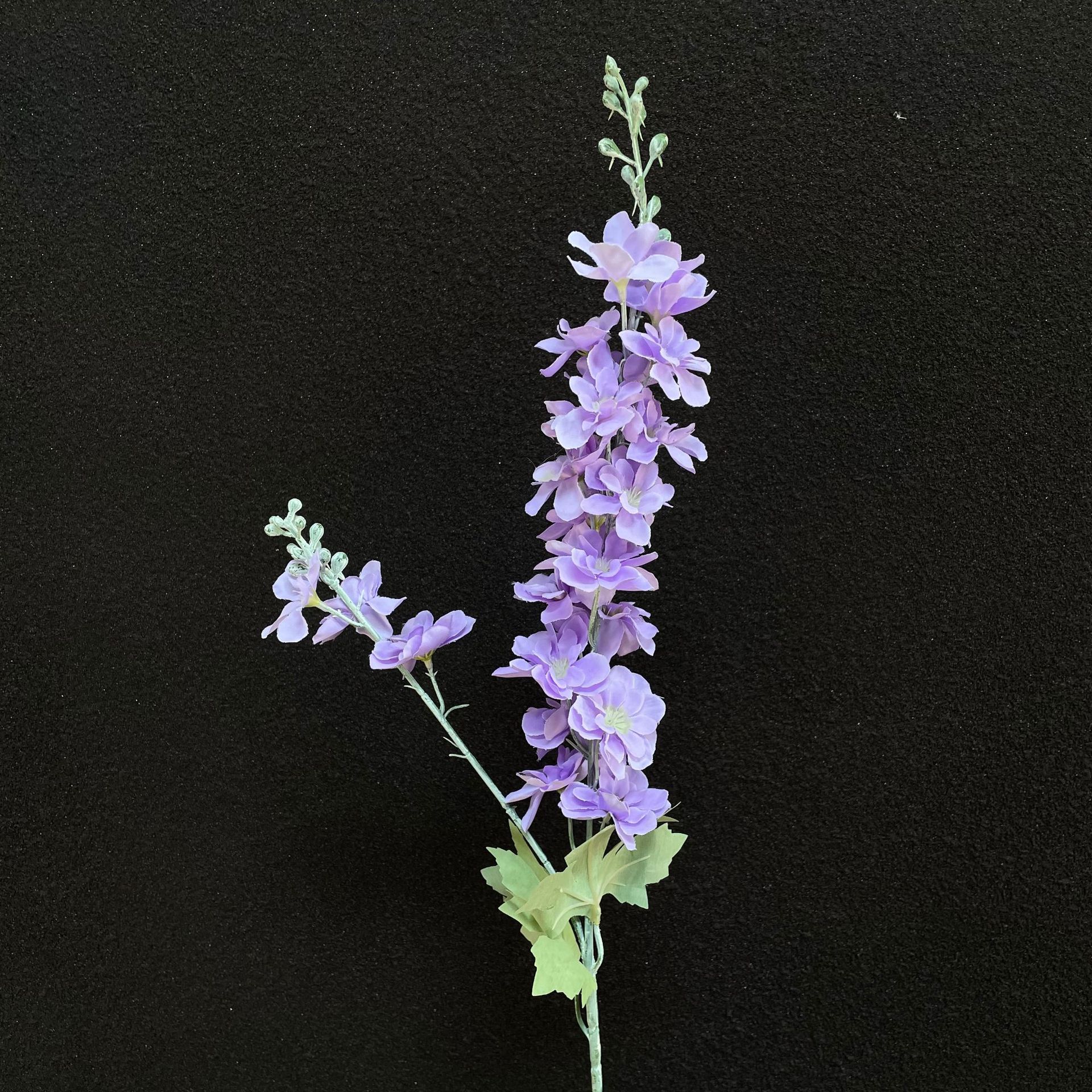 Hirondelle à double fourchette violette