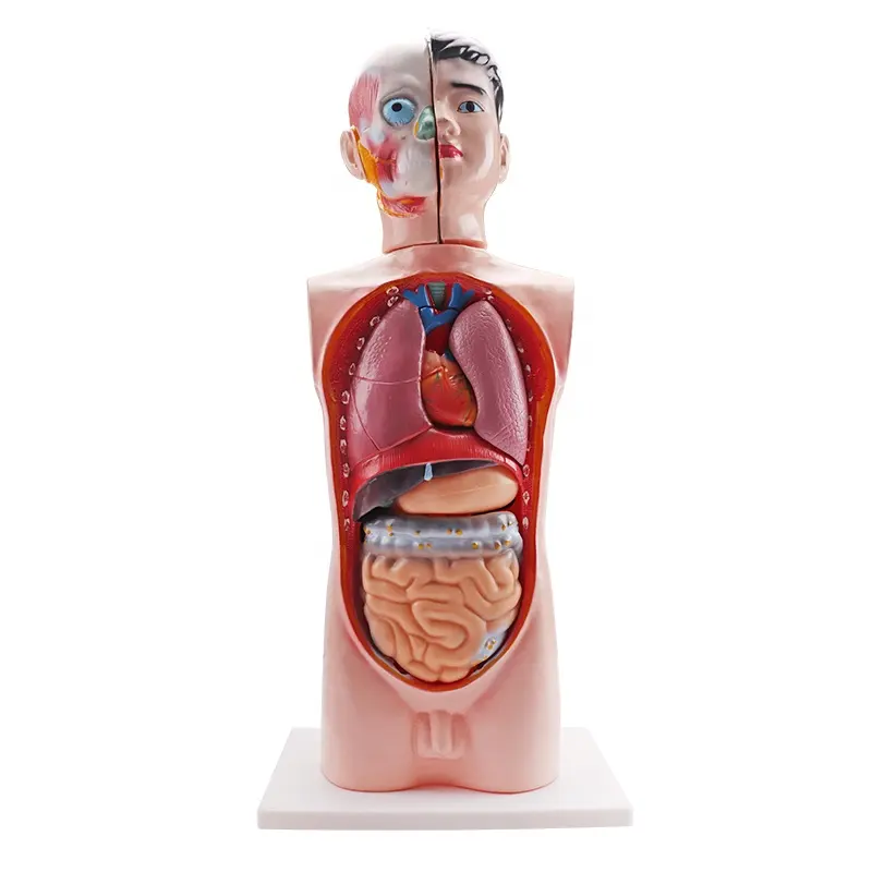 Torso humano de alta calidad para médicos, modelo de alta calidad, para ciencia médica, 65cm de altura