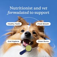 Polvo Dental para Perros OEM/ODM, Limpieza Dental Fácil, Elimina el Sarro y el Mal Aliento, Refrescante Natural para el Aliento de los Perros
