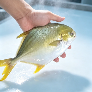 Pompano Dorado / Pomfret Entero Congelado de Cultivo en Jaula de Aguas Profundas, 400-600g, 500-600g, 800g+, <span class=keywords><strong>Trachinotus</strong></span> Blochii - Product Image 1