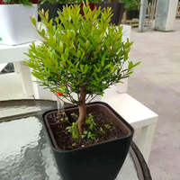 BRICE Vasos De Flores Pot Tanaman Kecil Warna Emas Set Pot Tanaman Self Watering
