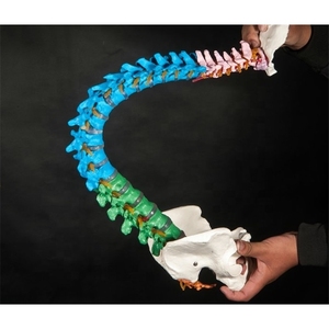 Заводской сертификат ISO9001, натуральный размер, затылочный позвоночник, таз, голова бедренной и спинномозговой нервы, модель анатомии мышц позвоночника - Product Image 2