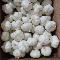 Ail blancs normaux de récolte fraîche dans le sac/carton de la maille 10kg