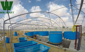 Serre d'élevage piscicole <span class=keywords><strong>intérieur</strong></span> avec couverture en film PE transparent, structure galvanisée à chaud, garantie 15-20 ans, 9x30M pour l'<span class=keywords><strong>aquaculture</strong></span> - Product Image 4