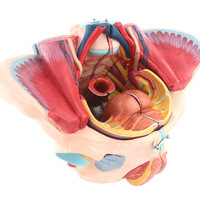 Modèle d'anatomie du bassin féminin avec les muscles du plancher pelvien, 4 composants