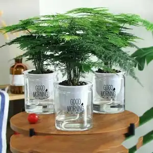 Pot rond hydroponique en verre Transparent, pots de fleurs d'intérieur, Pots de fleurs en plastique auto-arrosants en vrac