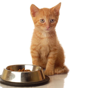 Schweineblutmehl-Protein für Tierfutter - Product Image 6