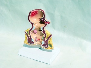 Model pengajaran medis Model vegetarian ambeien anal untuk pendidikan prokologi - Product Image 4