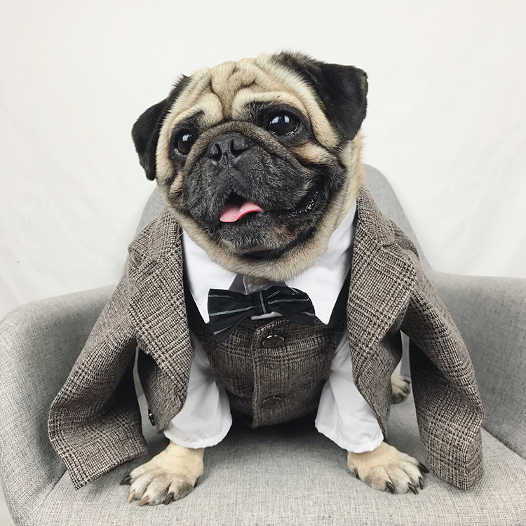 formal dress for dogs Parisian Pet main image 1