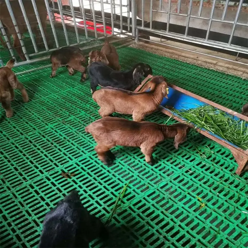 養豚豚場は、動物の家畜スロット付きスラットフローリングヤギのプラスチック豚ヤギのプラスチック製スラットフロアを装備しています