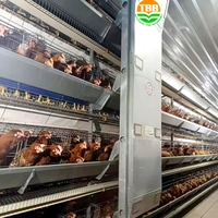 Cage automatique de type A pour volaille 96 oiseaux Système de cage de poulet à batterie 4 couches