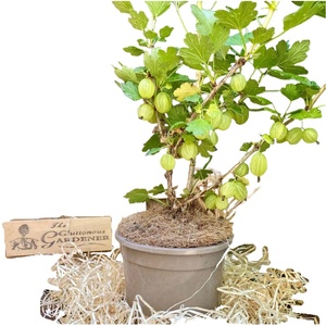 Características Únicas: Arándano Rojo, Regalo de Esperanza para Amantes de las Plantas, Cultive Cultivos Abundantes de Deliciosas Frutas Suaves, Arbusto de Arándano Rojo - Product Image 1