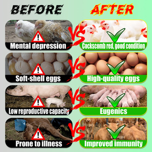 Polvo Multivitamínico Soluble en Agua para <span class=keywords><strong>Gallos</strong></span>/Gallinas/Pollos <span class=keywords><strong>de</strong></span> Engorde, Polvo Vitamínico con Lisina, Aditivo para Alimento Animal, Alimento para Aves <span class=keywords><strong>de</strong></span> Corral - Product Image 2