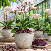 Écorces de pin compostées fermentées, écopes organiques pour orchidées, Phalaenopsis, Dendrobium, Cattleya - Haute Qualité pour l'extérieur