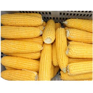 Maïs sucré efficace congelé à vendre Advanced Equipment Pass KOSHER - Product Image 2