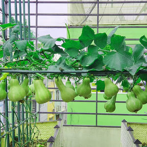 Tuinpalen Klimplant Ondersteunt Decoratieve Plantenkooien Stalen Buizen Tuinsteunen - Product Image 6