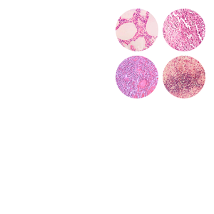 Lames de microscope de pathologie FRT2002 professionnelles, 100 pièces, fournitures éducatives, diapositives de <span class=keywords><strong>biologie</strong></span> de haute qualité - Product Image 1