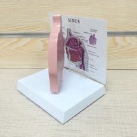 Personnalisé l'anatomie Humaine science Médicale l'éducation des patients Nez cavité anatomie Sinus modèle