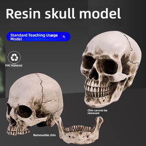 Modelo de Enseñanza Médica, Cráneo Completo de Resina, Naturaleza Muerta para Educación Artística y Anatómica - Product Image 3