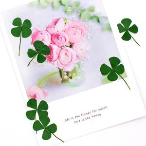 R458 Bunga Padat Kering Empat Daun Semanggi untuk Resin Ditekan 4 Daun Semanggi Asli - Product Image 3