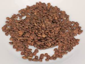 Pemasok Jumlah Besar Bubuk Mimosa Pudica dari India - Product Image 5