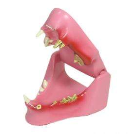 Modelo Anatómico de Dientes de Gato, Modelo de Dientes de <span class=keywords><strong>Felidae</strong></span> para Ciencias Médicas - Product Image 5