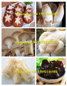 Jamur Tas Mengisi Mesin/Jamur Mengantongi Mesin/Jamur Bagger - Product Image 6