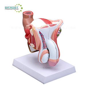 Ayuda para enseñanza biológica, cuerpo humano, órganos genitales masculinos, modelo - Product Image 1