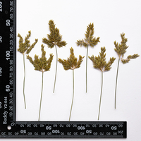 Fleurs de rizière pressées avec branches pour scrapbooking, résine époxy, fleurs naturelles écologiques, DIY