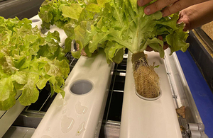 Cubos de Espuma Fenólica Ligera para Cultivo Hidropónico con Alto Espacio de Poros, Raíces sin Tierra para Plantas de Hierbas, Tamaño Pequeño - Product Image 4