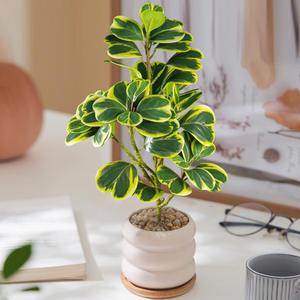 Altın yaprakları ile yeni yapay Ficus Microcarpa şube ev dekor için plastik Mini yeşil bitki - Product Image 2
