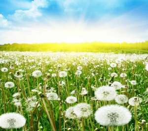 Травяной корень одуванчика, флавоноиды тараксакума, экстракт одуванчика в порошке - Product Image 5