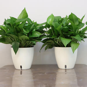 <span class=keywords><strong>Maceta</strong></span> de plástico moderna de alta calidad a bajo precio, <span class=keywords><strong>maceta</strong></span> redonda de orquídeas con riego automático, decoración de plantación blanca para escritorio, hogar y oficina - Product Image 5