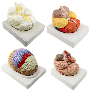 Лабораторные расходные материалы, медицинская обучающая анатомическая модель, 2 части, 4 части, 9 частей, модель человеческого мозга - Product Image 6