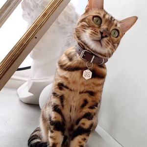 Plata esterlina 925 mascotas de <span class=keywords><strong>mi</strong></span> audaz accesorios etiqueta de nombre collar de moda joyería encantadora - Product Image 2