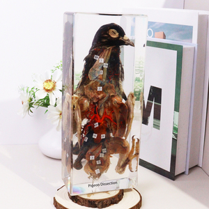 Động vật thực nhựa Mẫu taxidermy Pigeon bóc tách đồ chơi giáo dục cho trường trung học - Product Image 4