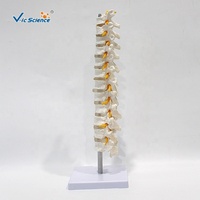 Modelo de Columna Torácica de 12 Segmentos con Discos Intervertebrales y Nervios para Entrenamiento de Anatomía Médica, con Certificaciones CE/ISO/ROHS/CNAS