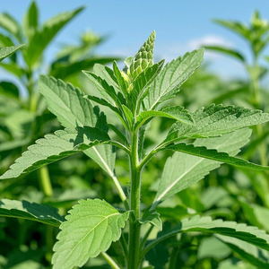FSSC 22000 Certified Reb M Factory | 98% High Purity Stevia | HALAL &amp; KOSHER | Global Export Quality Sweetener - Product Image 4
