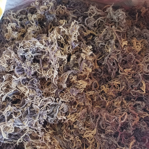 ต้นมอสจากทะเลแห้ง Eucheuma cottonii สาหร่ายไอริชสีม่วงทองออร์แกนิคธรรมชาติผลิตจากเวียดนามส่งตรงจากโรงงาน - Product Image 1