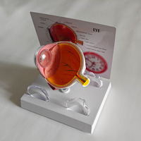 Modèle d'anatomie de l'œil humain en PVC pour l'éducation médicale dans les écoles et les hôpitaux
