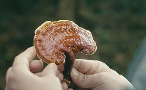개인 라벨/OEM 버섯 커피 Reishi 라이온스 갈기 Ashwaganda 마카 Rhodiola Rosea 인스턴트 커피 판매 - Product Image 6