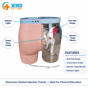 Modelo de Esqueleto de Glúteos para Entrenamiento de Inyección Intramuscular y Comparación, Modelo Transparente para Inyección en Glúteos, Modelo de Enfermería - Product Image 1