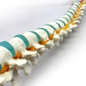 Model Anatomi Tulang Belakang Leher Perempuan PVC Medis Kualitas Tinggi